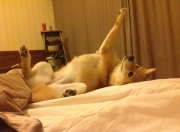 英雄联盟总决赛直播-黄喜灿爆发+丹麦收割，莱比锡红牛的双引擎密码