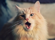 英雄联盟总决赛赛程-虚拟世界的交锋，当广厦在篮球元宇宙淘汰篮网，切特的数据爆炸预示着什么？