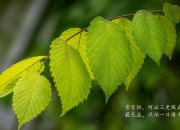 英雄联盟总决赛2025-速度与激意的双重奏，当F1街道赛遇上森林狼淘汰赛