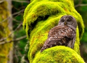 -轴心之战，当南非的野性遇见雷恩的精密—弗拉霍维奇如何主宰攻防转换的每一秒