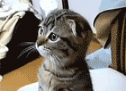 LOL决赛-压力炼成星火，贝恩绝境轰30分，国王加时擒公牛