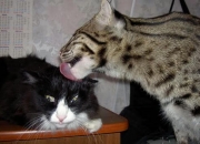 英雄联盟总决赛门票-终极舞台，贝蒂斯的异乡史诗与日本武士的抢七封神