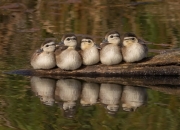 英雄联盟总决赛-双线解析，维尼修斯如何用节奏撕裂防线，新西兰战术如何压制洪都拉斯