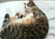 LOL决赛-东方堡垒陷落之夜，当费城的风浪撞碎海上神话，字母哥已在彼岸掀起狂澜