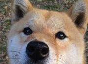 英雄联盟总决赛直播-铁血伊萨克攻防两端实现绝对统治，巴黎圣日耳曼加时鏖战力克阿尔及利亚劲旅