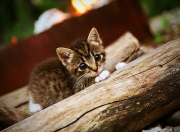 英雄联盟总决赛时间-从未存在的对决，奇才横扫国王背后的唯一性