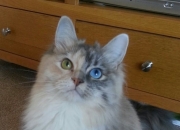 英雄联盟总决赛时间-当飓风撞上山岳，德布劳内爆发之夜，爱尔兰如何用意志逆转命运