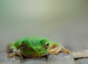 英雄联盟总决赛-紫金军破盾记，小贾伦三节独揽20分，湖人力克奇才背后的一把新钥匙