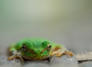 英雄联盟总决赛-紫金军破盾记，小贾伦三节独揽20分，湖人力克奇才背后的一把新钥匙