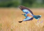 英雄联盟总决赛直播-星火燎原，铁壁合围—武切维奇独舞难敌绿军团队风暴