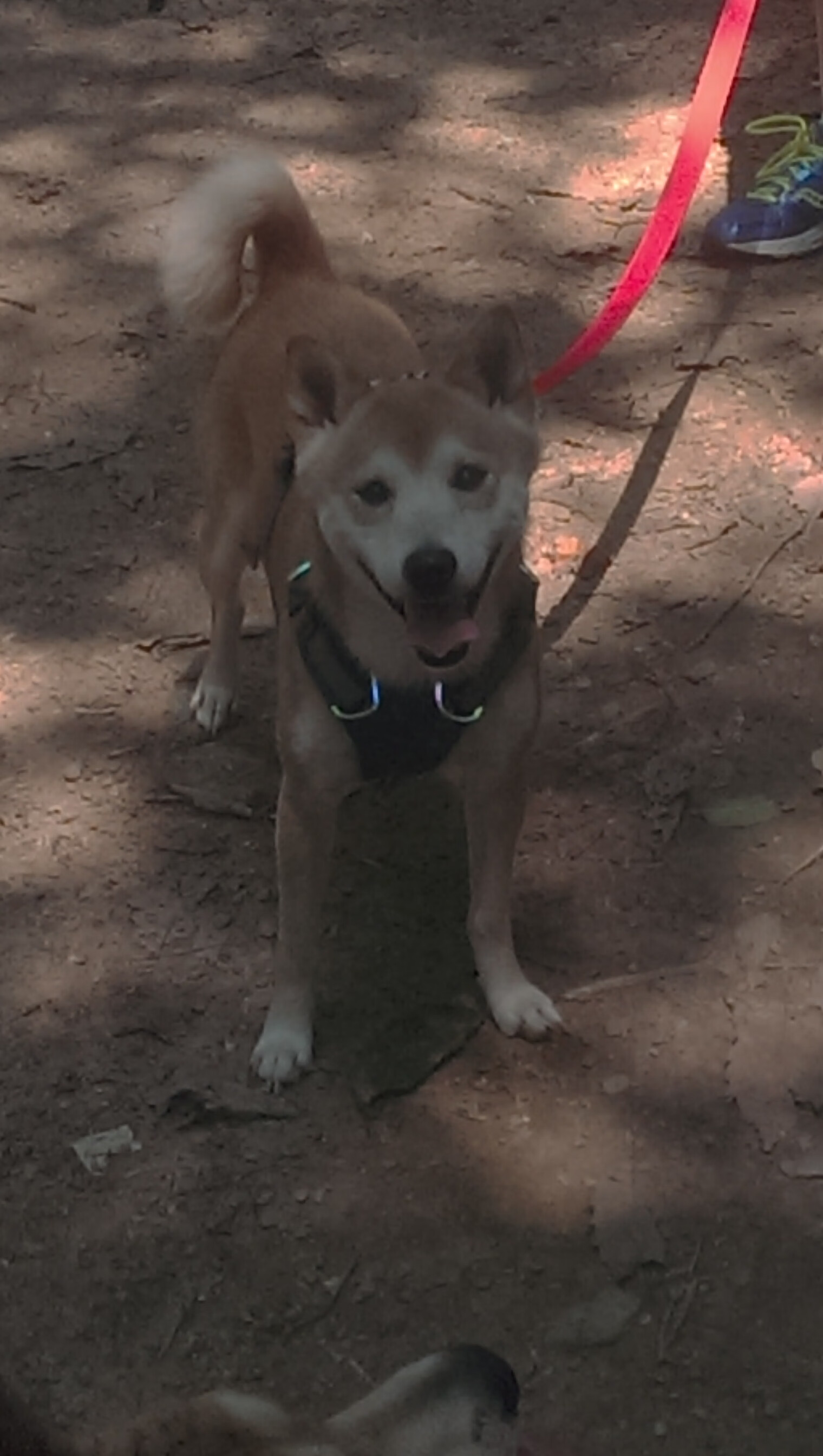 体育,成年人的童话,当德比遇上逆转,我们信的不是神,是永不低头的心