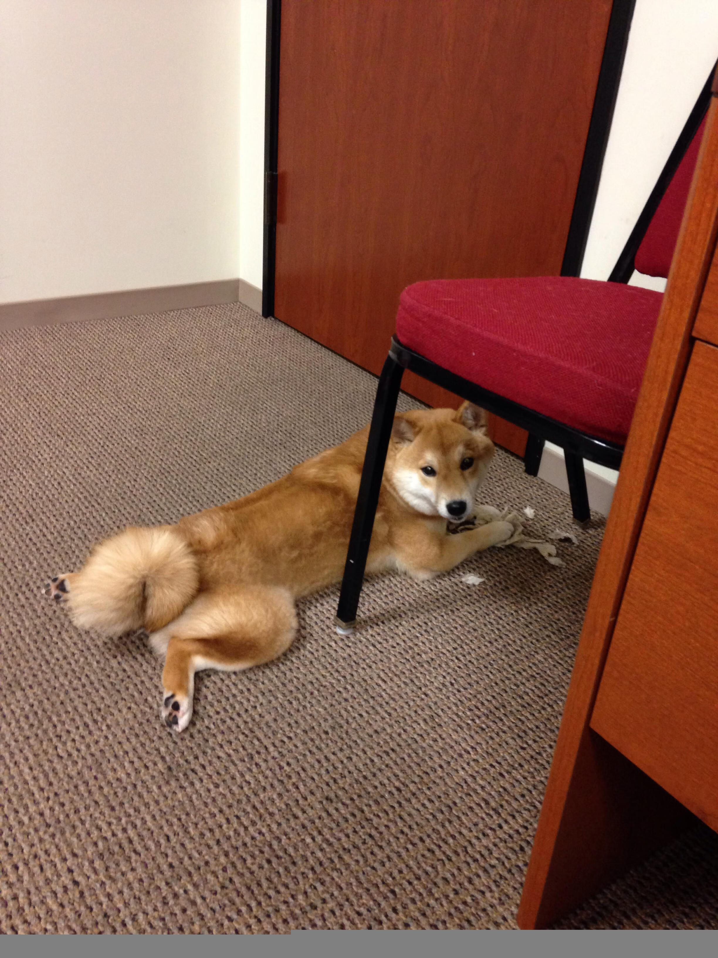 长春夜空划过的星,当东北虎遇见独行侠,浓眉的降维打击