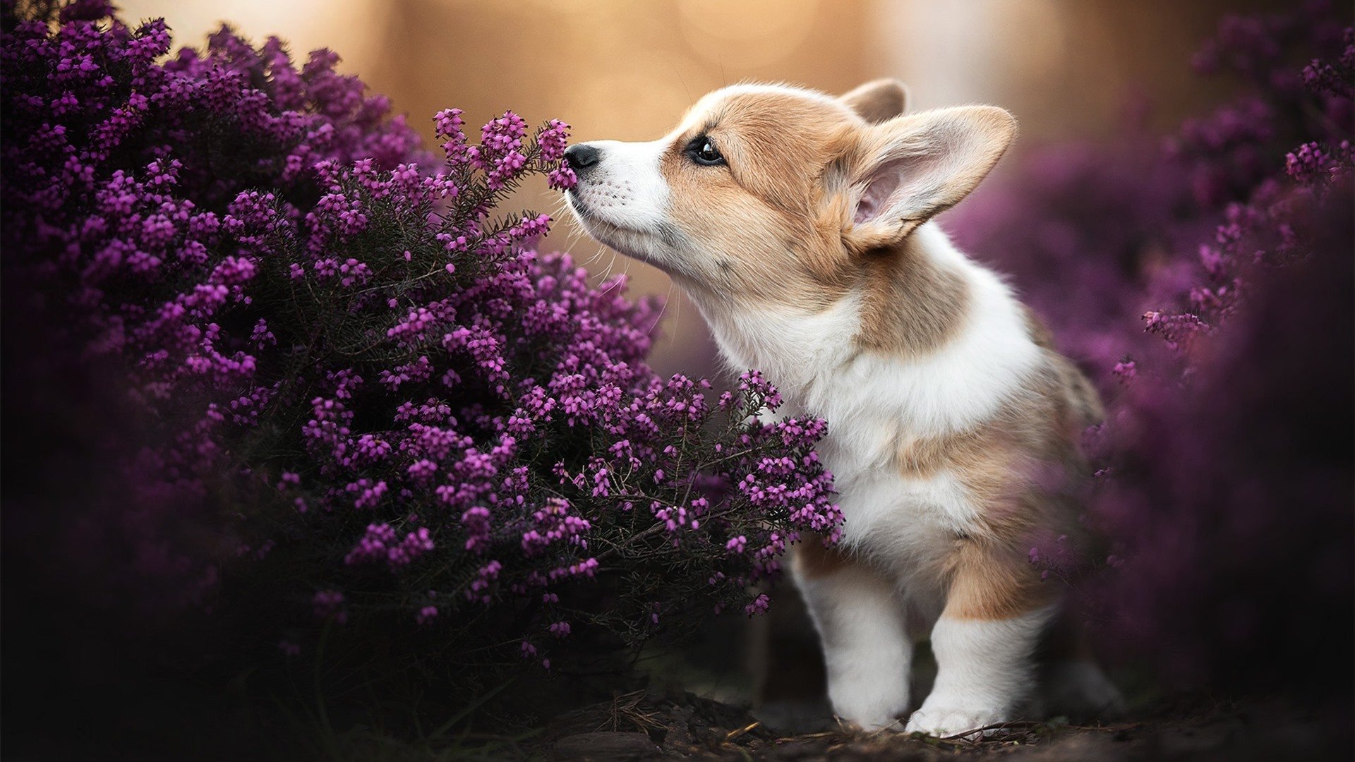 广东火箭坠落之夜,约基奇攻防转换的艺术