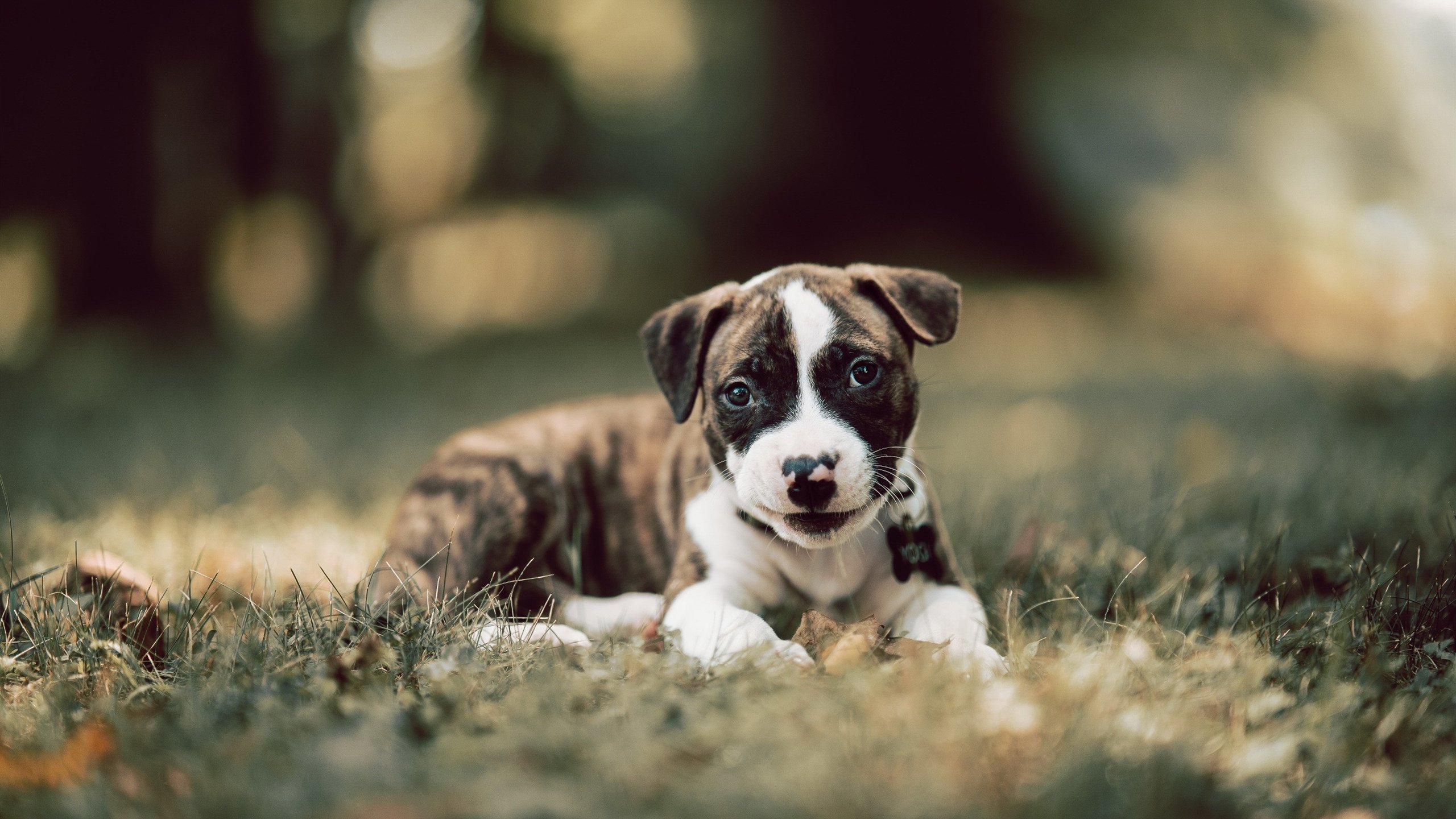 美加墨世界杯之夜，阿劳霍的完美发挥，铸就唯一传奇