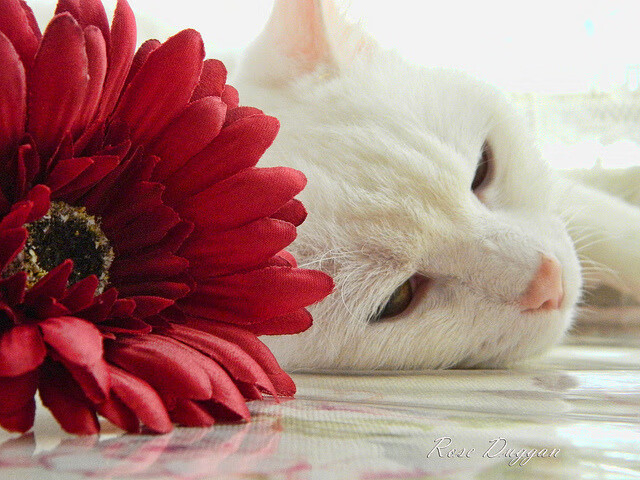 跨界绝杀,从非洲杯的团队传奇到NBA的个人英雄主义