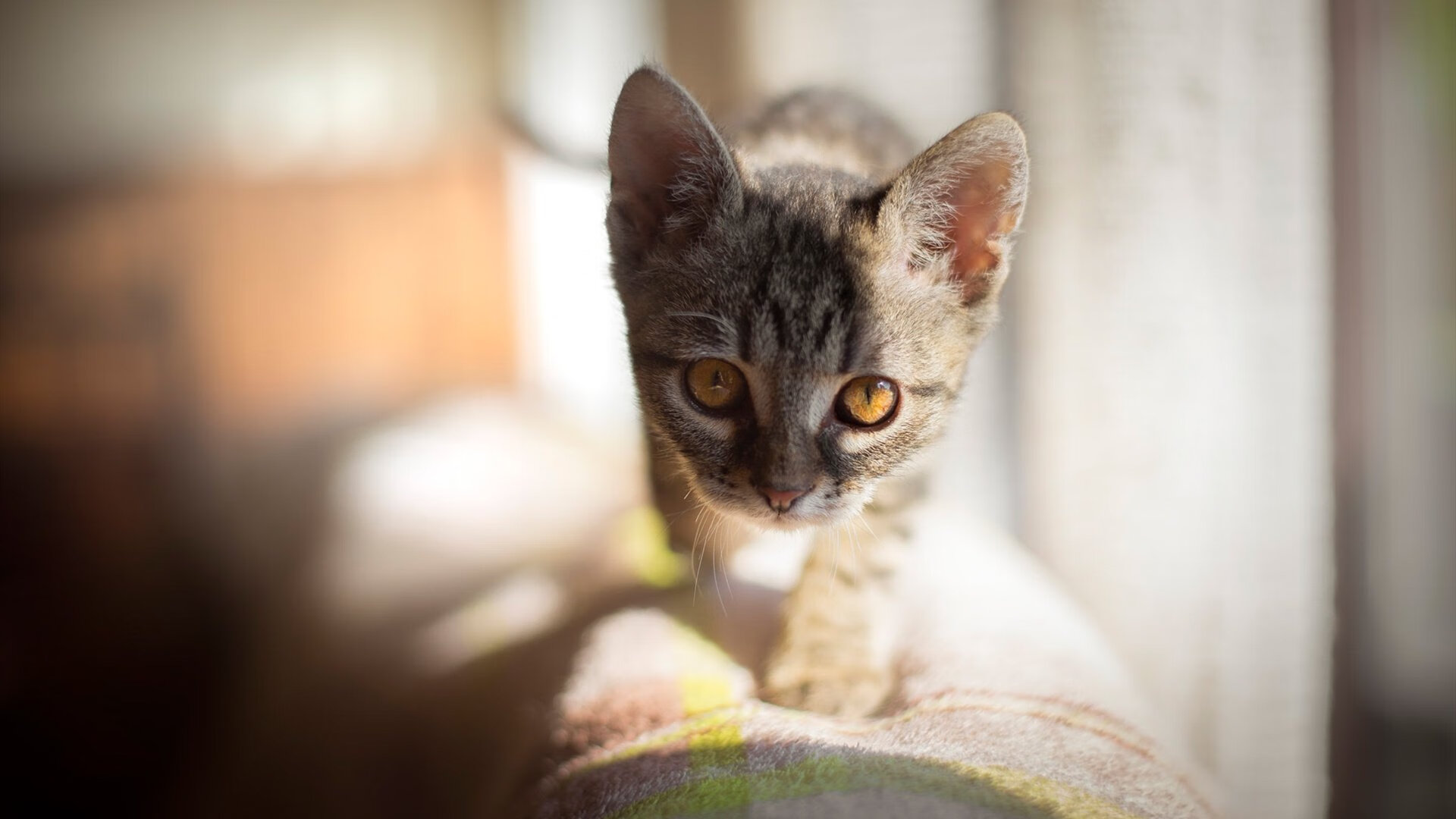 欧冠之夜的双重震撼,德里赫特爆发定乾坤,芬兰黑马粉碎毕尔巴鄂奇迹