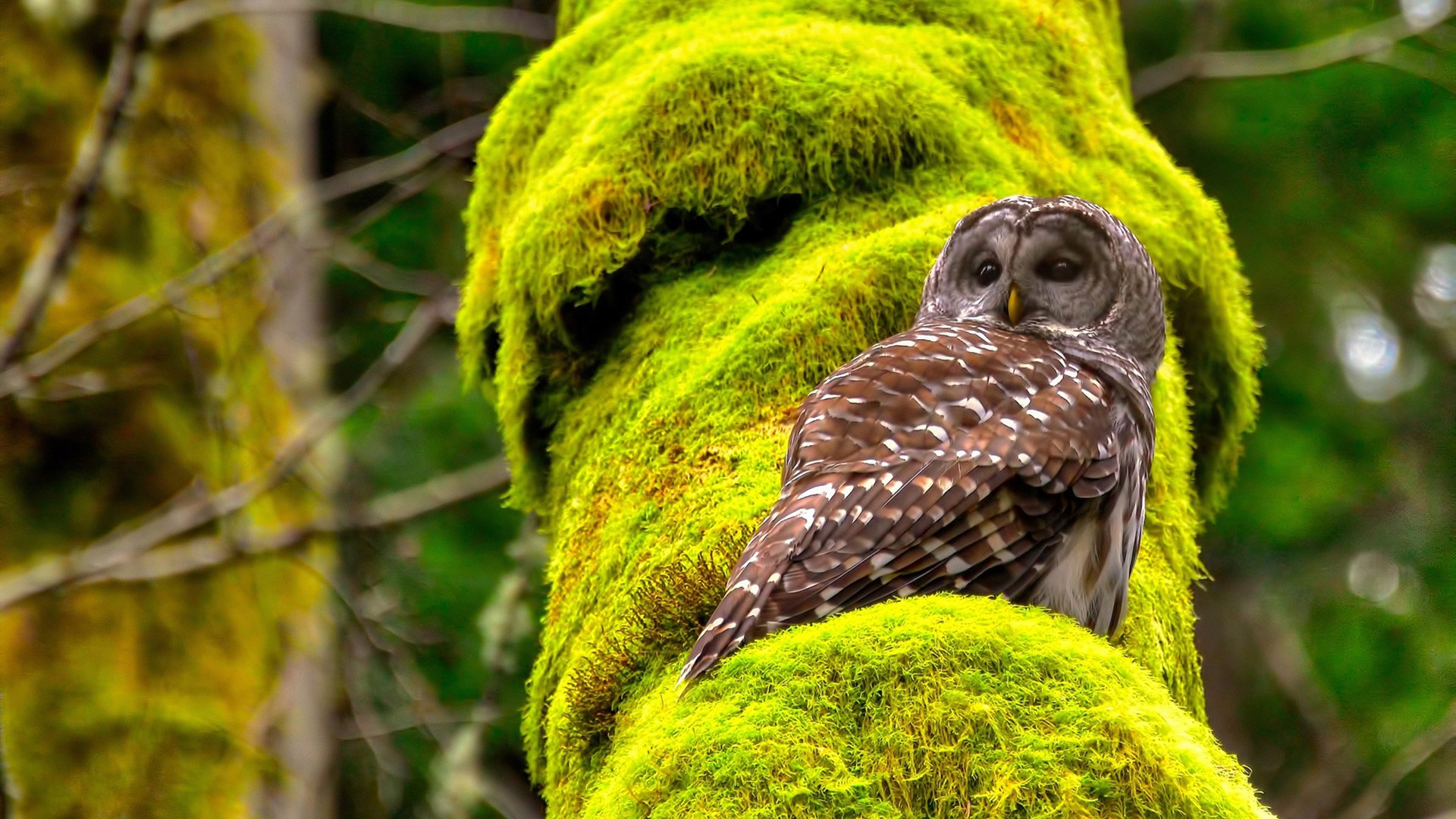 轴心之战，当南非的野性遇见雷恩的精密—弗拉霍维奇如何主宰攻防转换的每一秒