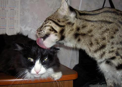 终极舞台，贝蒂斯的异乡史诗与日本武士的抢七封神