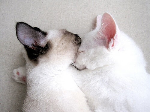 绿荫复仇记，无名小卒凯塞多爆发，阿根廷巨人淘汰国际米兰