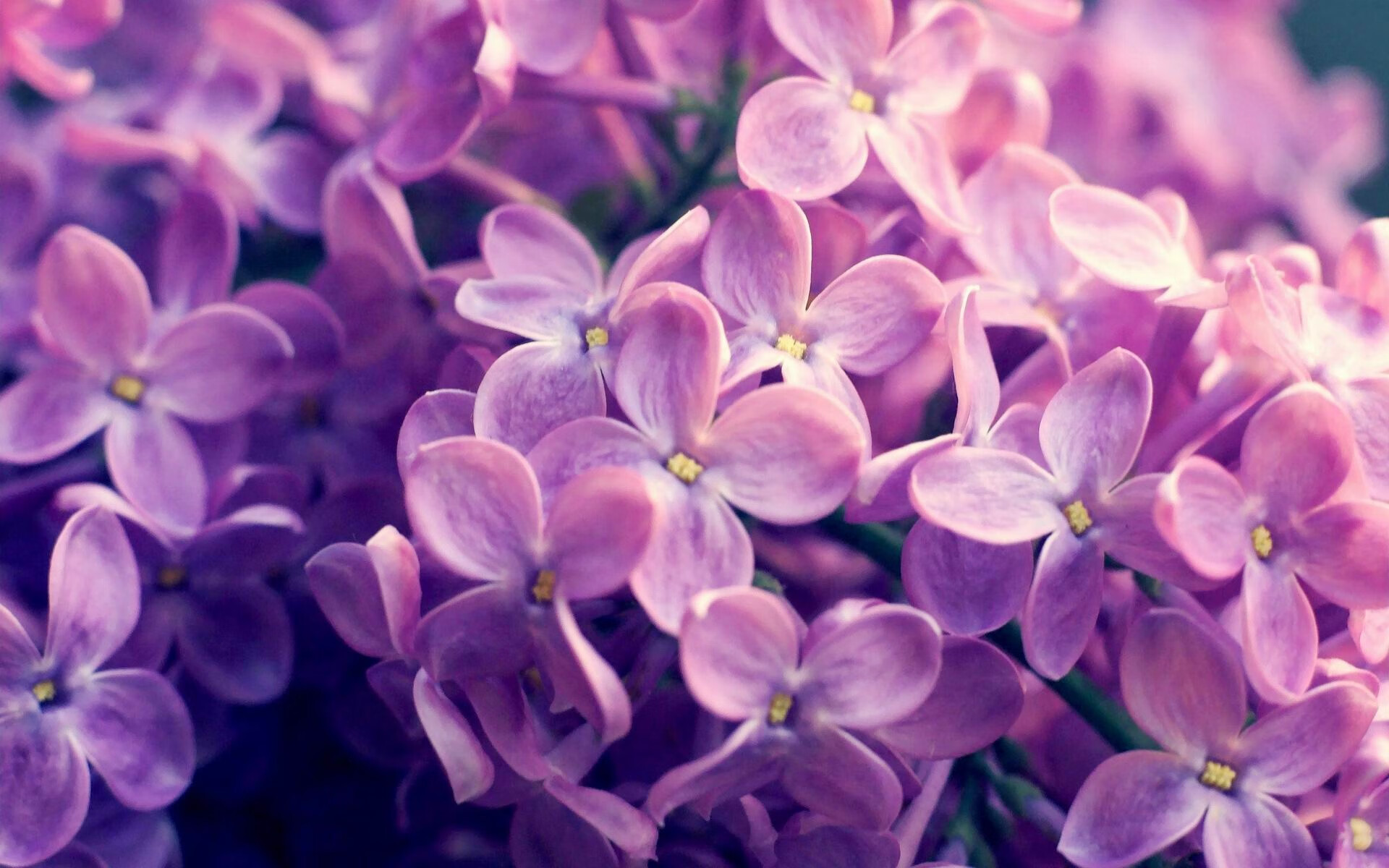 绿茵审判，上海队强行终结红黑王朝，马克西一射定江山展露巨星锋芒