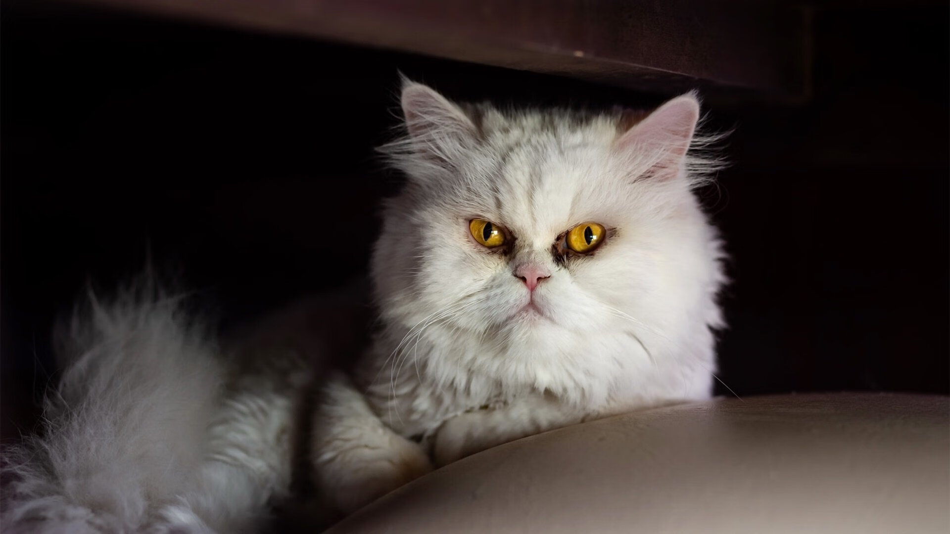 微光与神迹，布伦森一球定音，照亮篮球众神殿最后的暗角