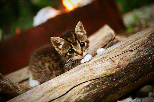 赛道上的球场，当文班亚马的节奏哲学遇上F1争冠之夜