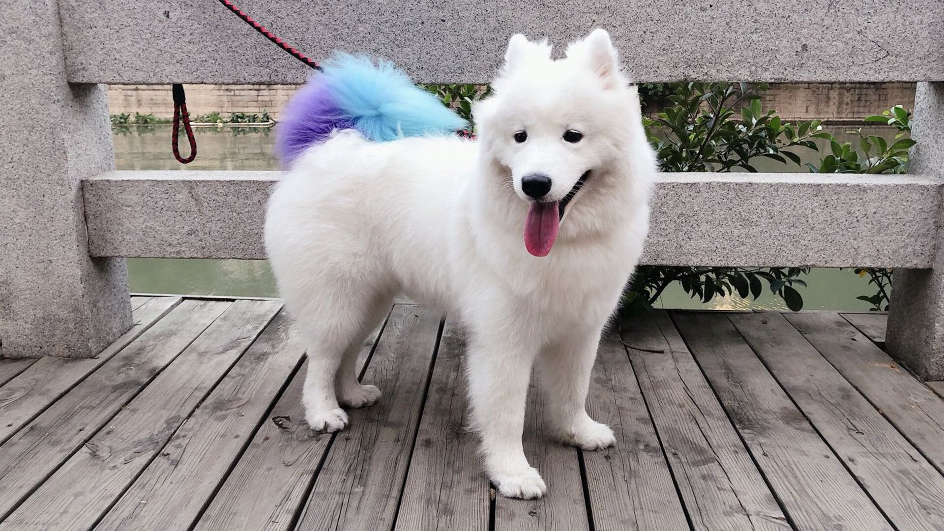 流星箭与圣火环，布克关键制胜之夜重塑奥运周期的引力