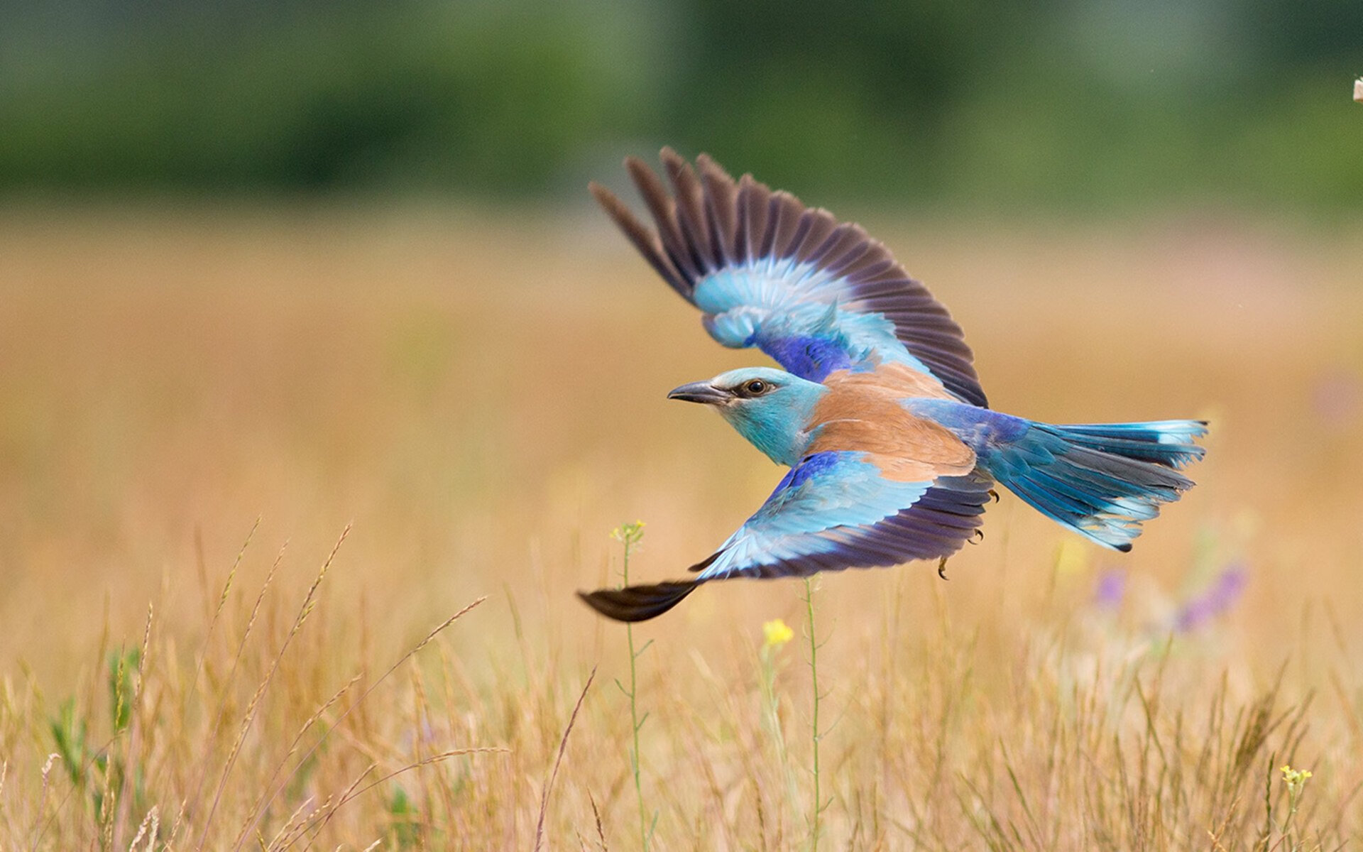 星火燎原，铁壁合围—武切维奇独舞难敌绿军团队风暴