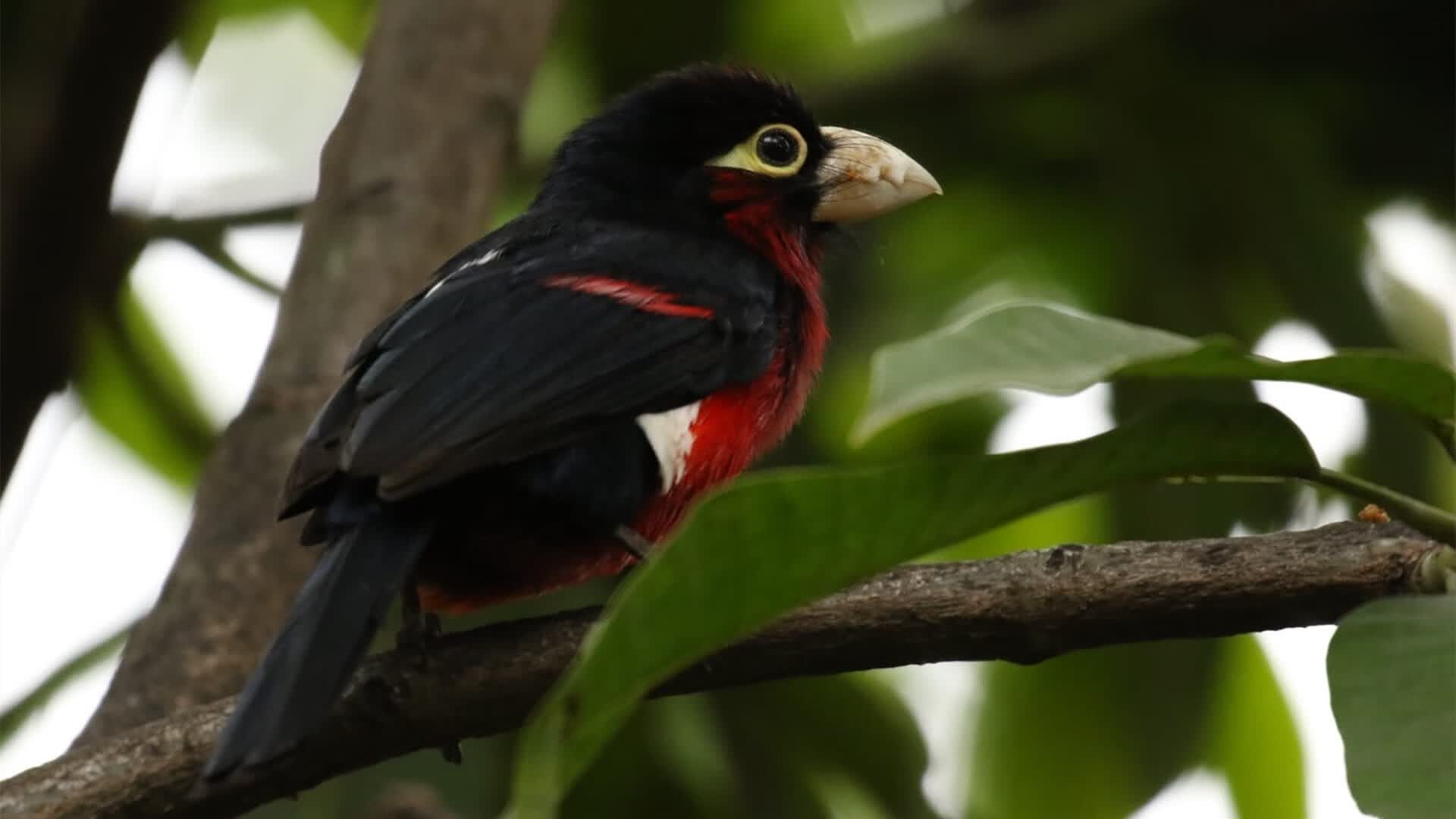 沙漠之鹰的致命一击,布罗佐维奇绝杀美国,伊拉克在2026世界杯F组书写唯一传奇